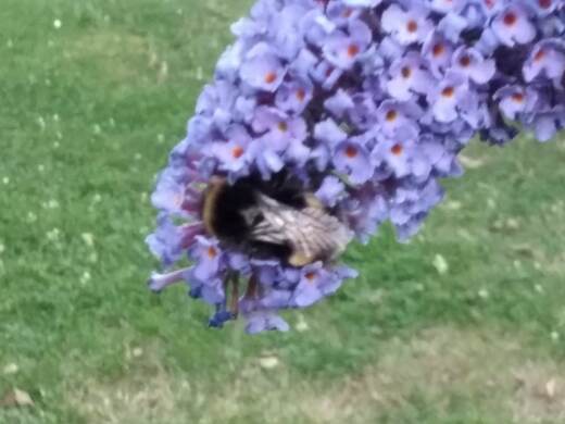 IMG_20200730_200241.jpg